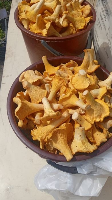 Продам ГРИБЫ лисички, с доставкой
