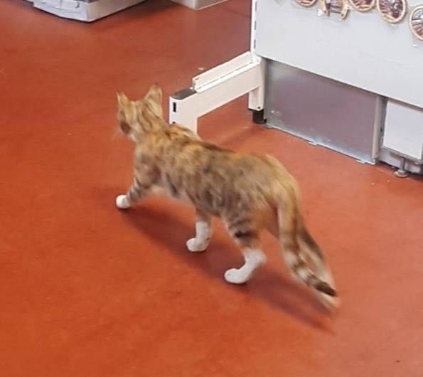 Трицветна котка търси дом, много добра и гальовна