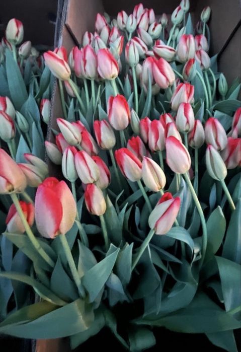 Тюльпаны оптом розницу