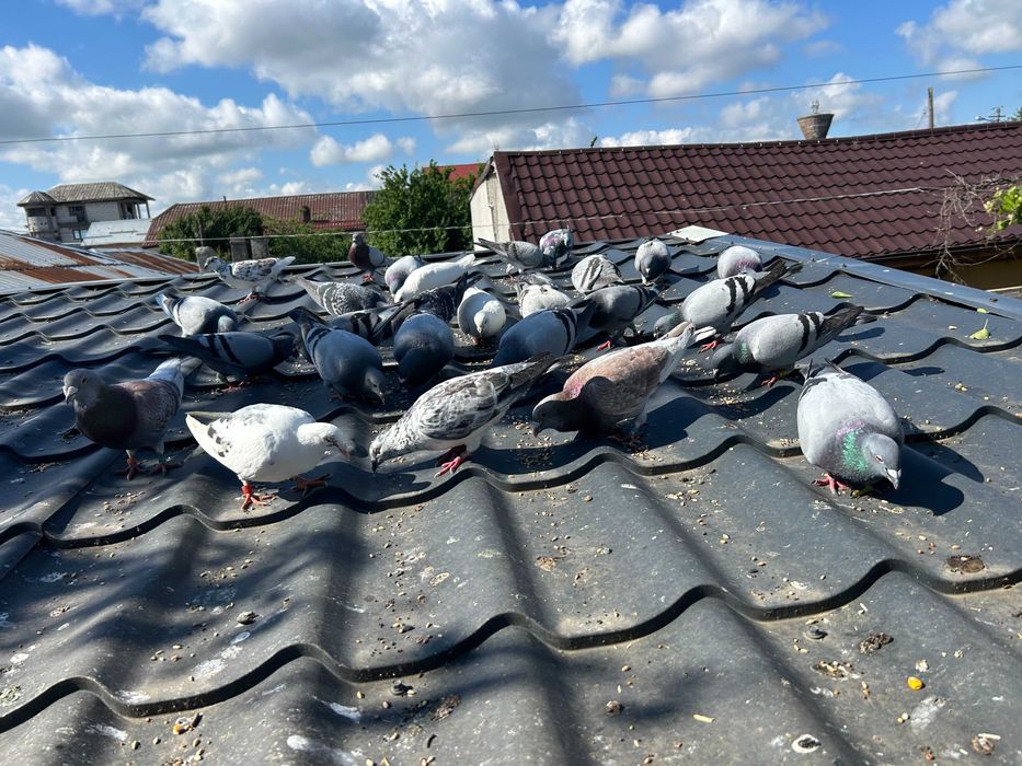 Porumbei Voiajori Originali  Culori  diferite  2020  -  2025 si   pui