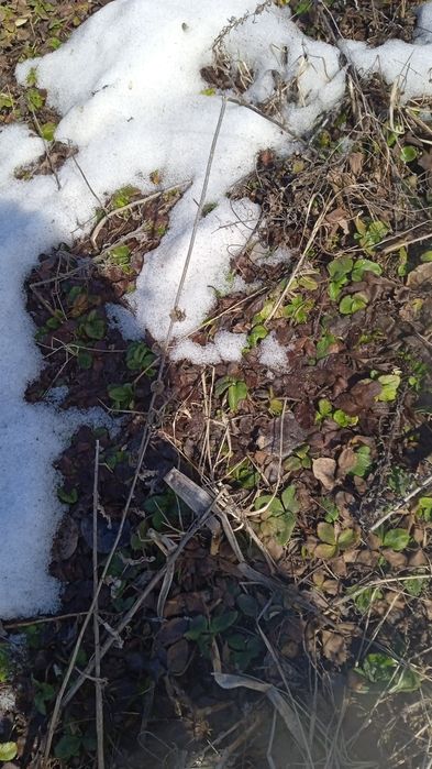 Продам дачный участок