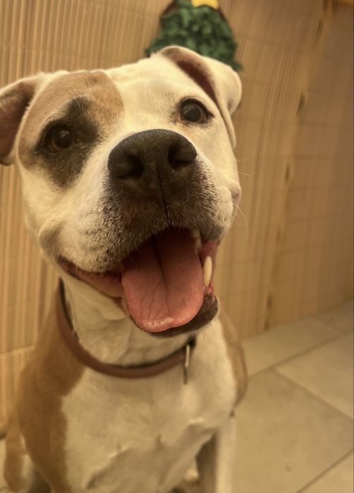 Cautam stapani amstaff