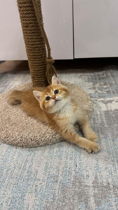 Золото британские  котята