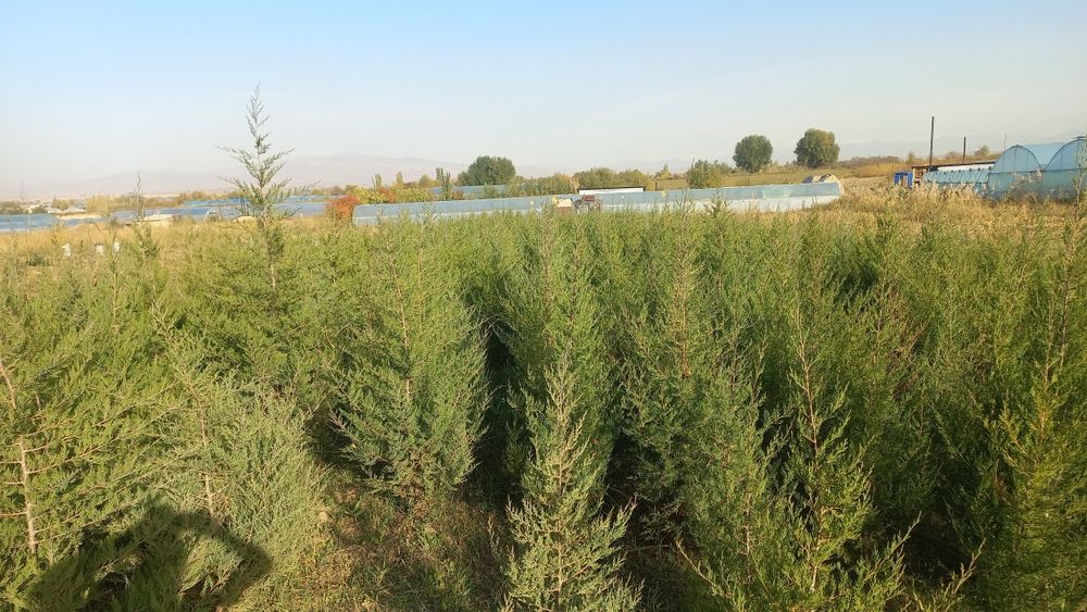 Можжевельник оптом