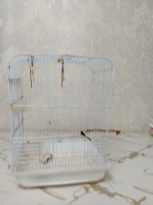 Новая клетка лудший