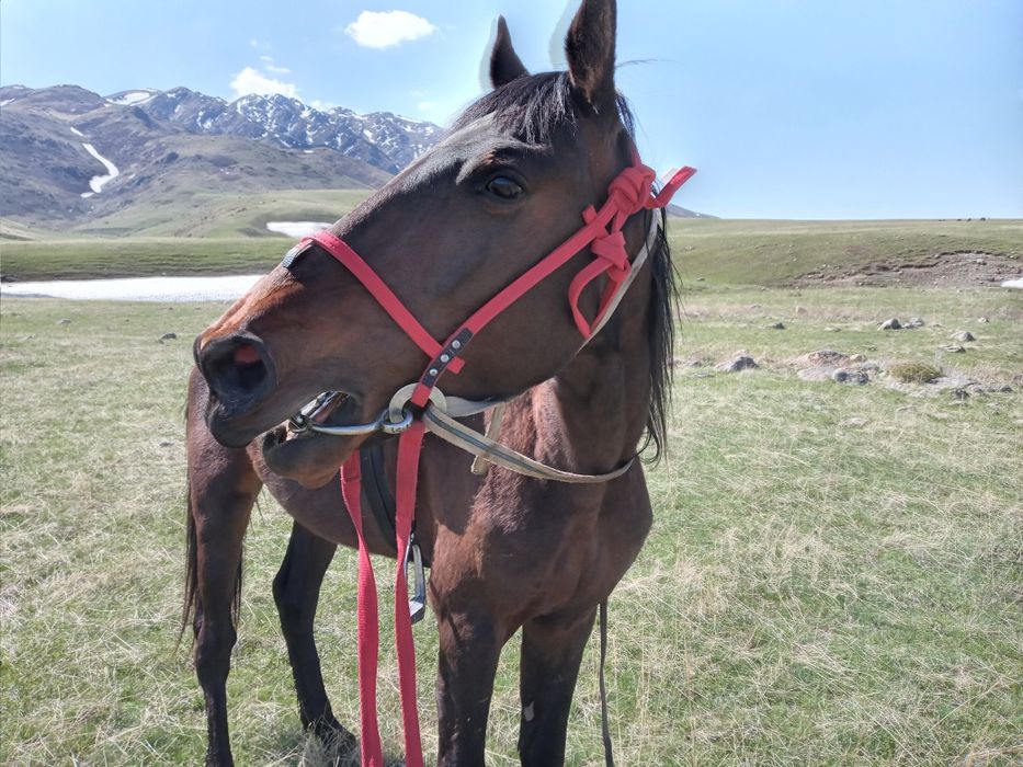 Лошади жеребята.