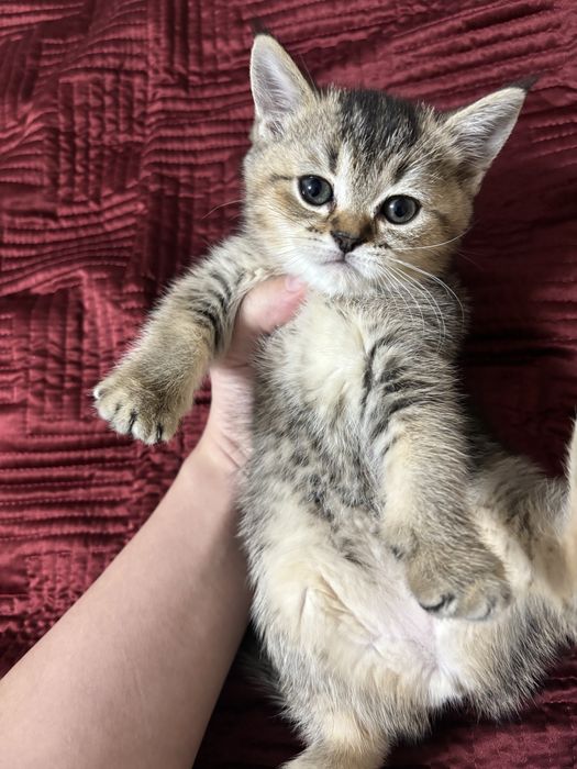 Продаются котята шиншила фолд