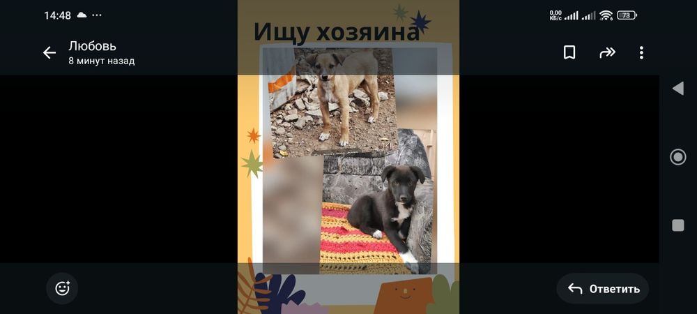 В добрые руки два щеночка девочки