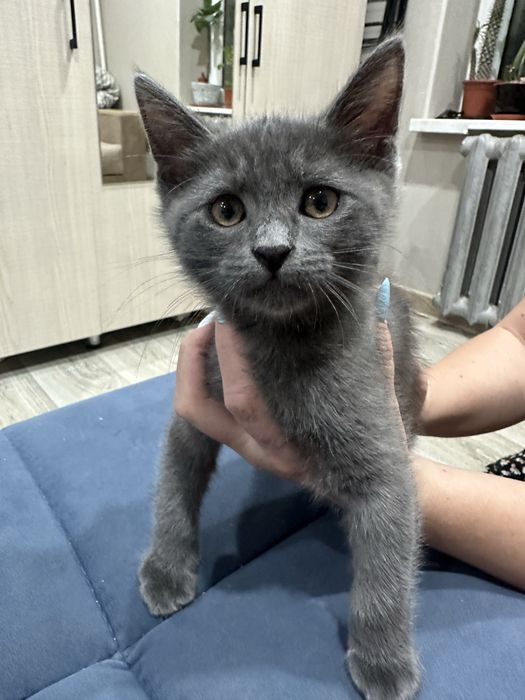 Срочная продажа котят