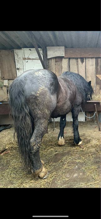 Manz de 2 Ani si 4 luni