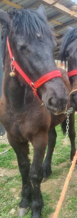 Mânz de vânzare /schimb