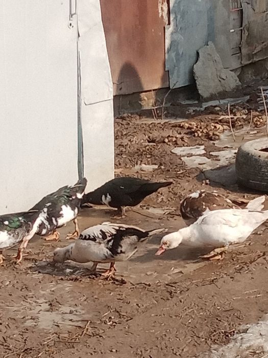 Продам индоутки 8 месяцев