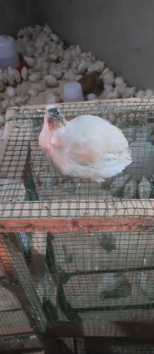 Beli gegant zoti bedanalar sotuvda bir oylik