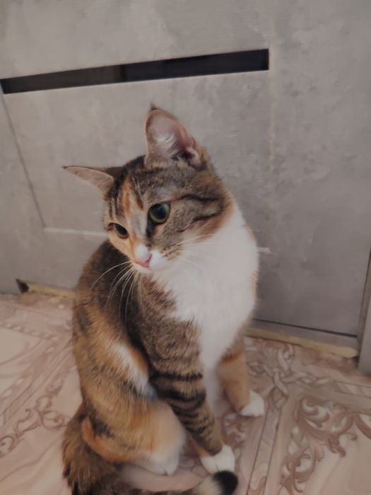 Отдам бесплатно стерилизованную кошку