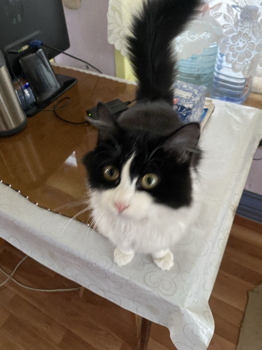 Отдам в добрые руки