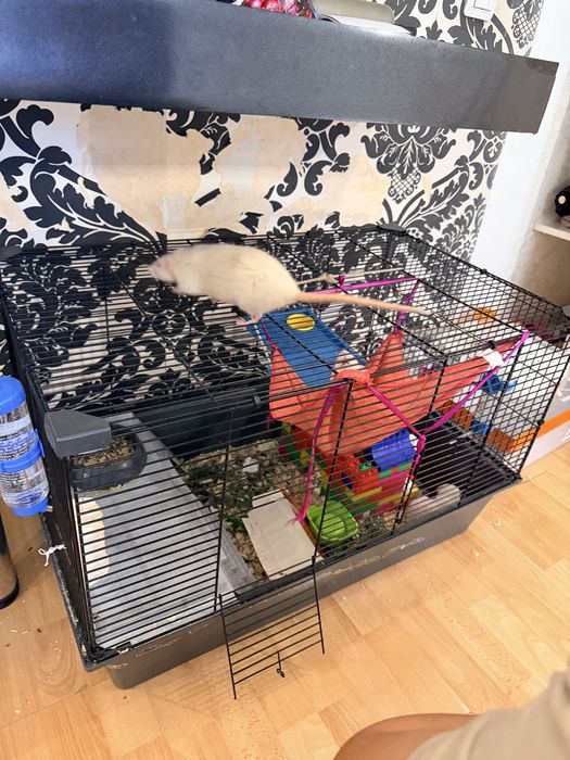 Продаем крыс альбиносцев