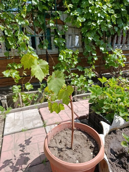 Продам саженец винограда Кодрянка