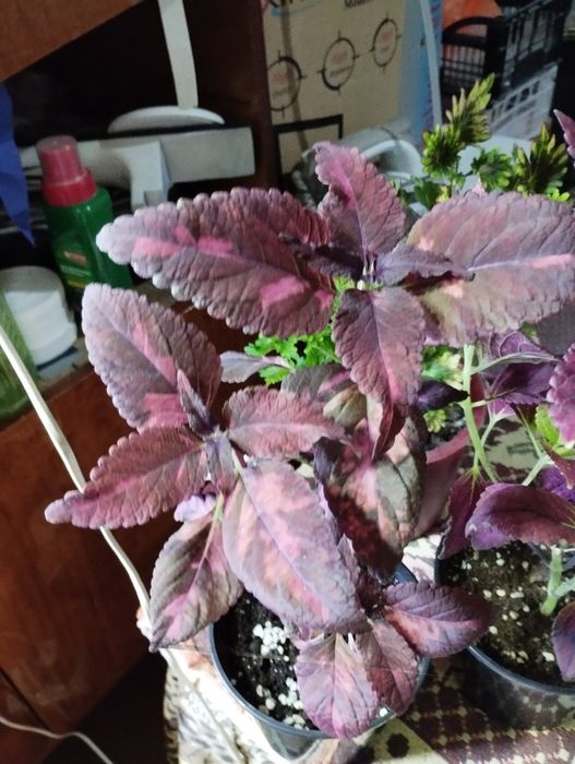 Срезики колеусов недорого