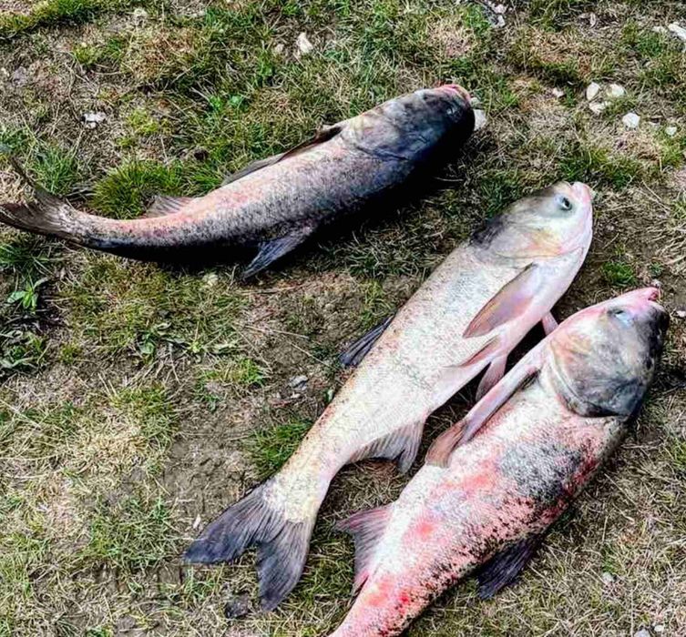 Толстолоб размер от 4 кг до 10 кг