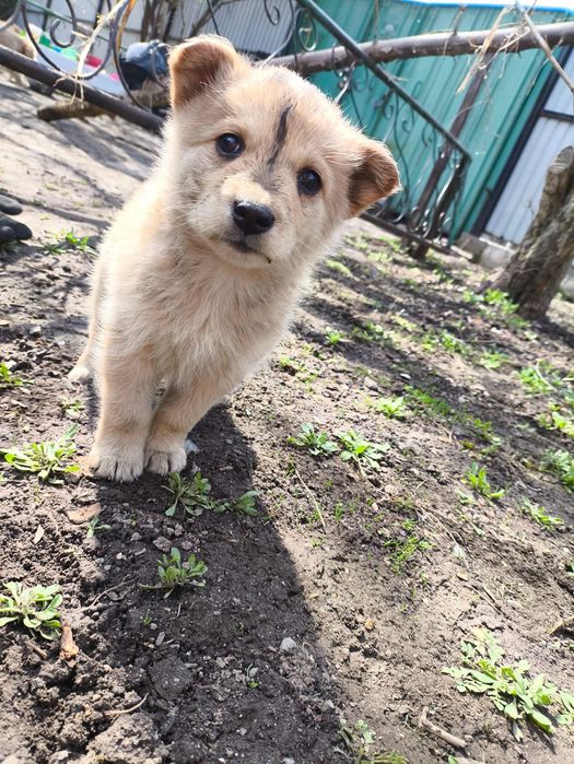 Крошки ищут мампап. Доставлю!