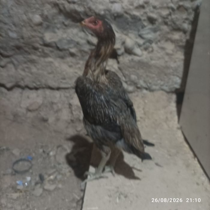 Joʻja tovu bedana par yahshi narsani bolasi