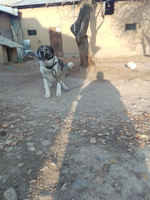 Ит сатылым да бағасы 40 мың