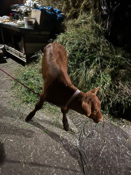 Vând vițică de 6 săptămâni jumate