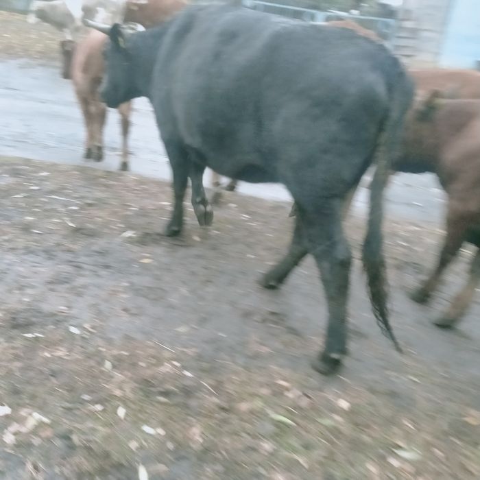 Продам нетелей 2,5 года