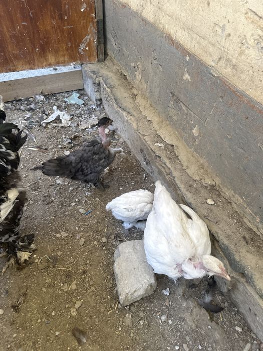 Golosheyka jujalar sotiladi 2 oylikdan oshdi