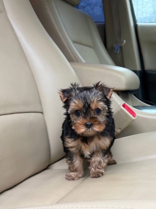 Щенки Йорк (йоркширский терьер)