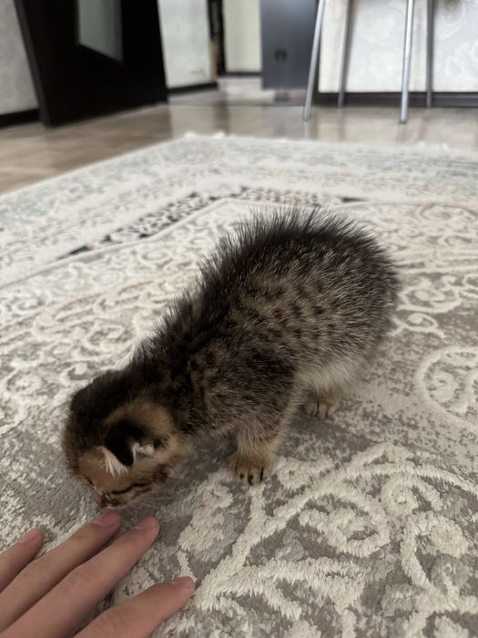 Котенок вислоухи