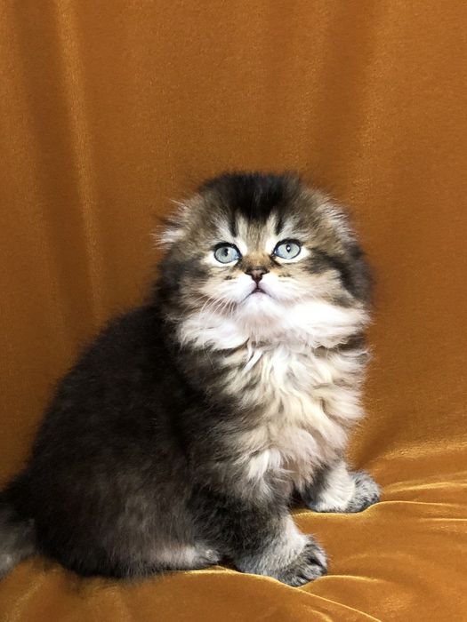 Хайленд фолд мальчик