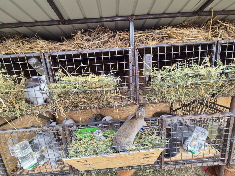 Iepuri de 11 săptămâni