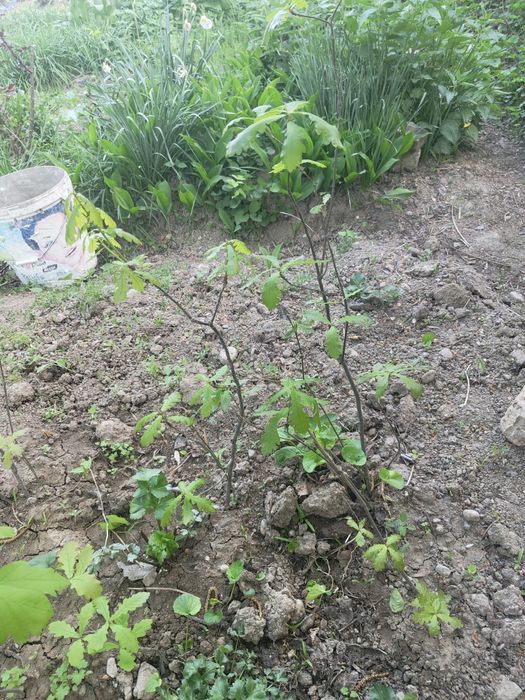 Дубочки Саженцы..