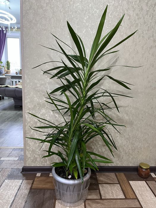 комнатные растения