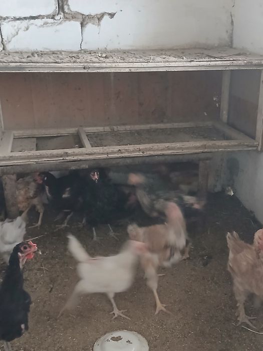 Куры  и петухи  домашние