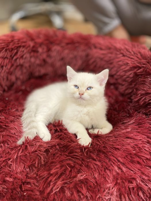 Продаются  котята