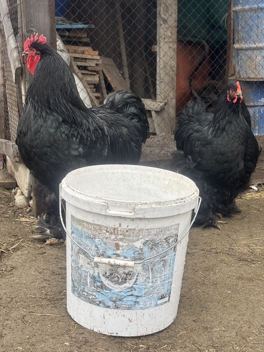 Продам кохинхин петух и курица