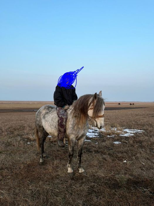 Жеребец иноходец