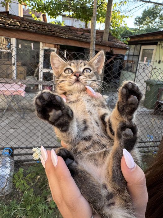 Подарявам малки котета