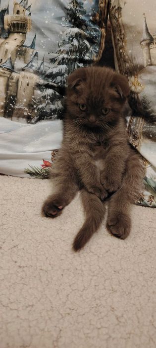 Прекрасни британчета