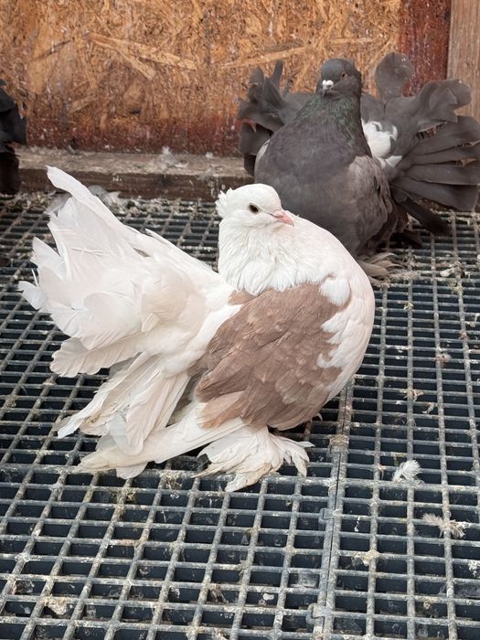 Vand Voltati indieni