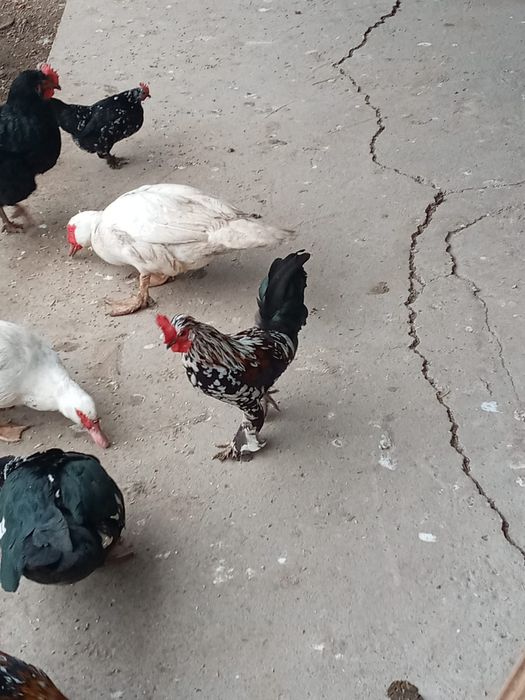 Тауық                              сатылады