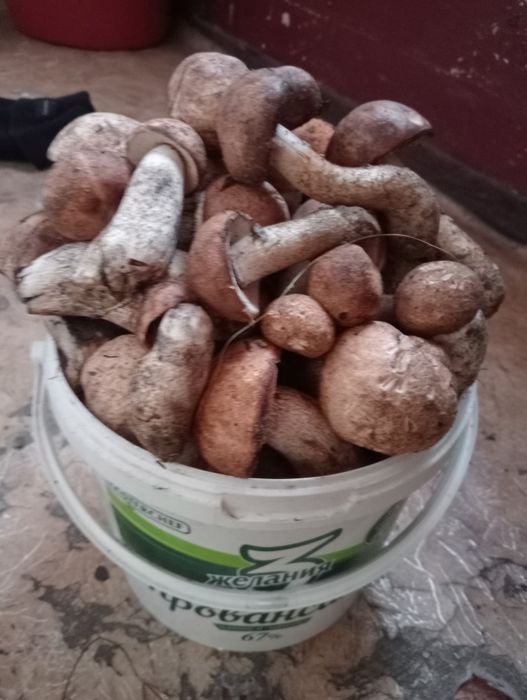 Продам грибы подосиновики