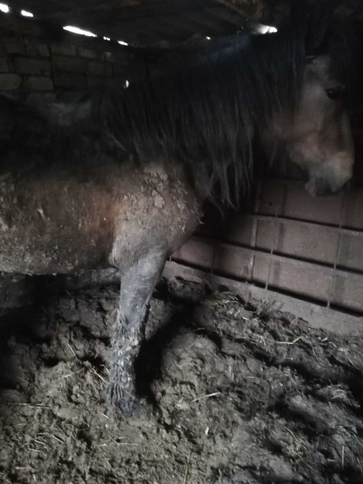 Продам байтал с откорма!!!