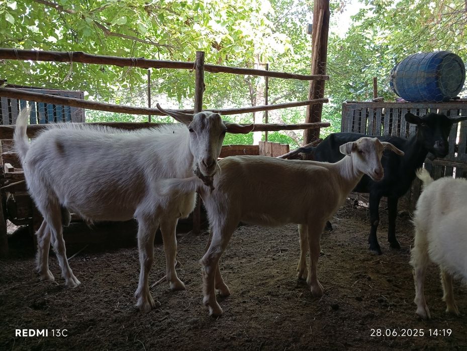 Така сотилади(эчкини эркаги)