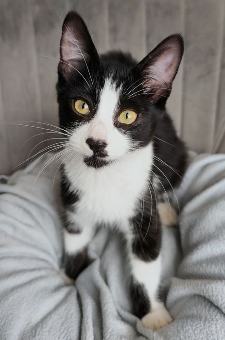 Котенце търси дом
