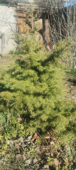 Продавам фиданки ливански кедър и аризонски кипарис