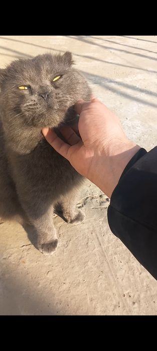 SCOTTISH fold juftini qidirmoqda .ИЩЕТСЯ ПАРА