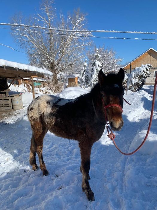 Тай   10айлык полукровка